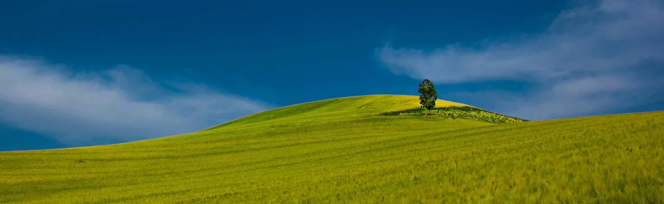 Feld